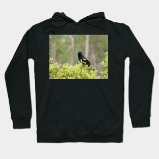 Red-winged Blackbird Hoodie